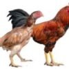 live country chicken 1537772951 4293113 160x130 1